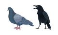 Feathered Birds or Avian with Crow and Pigeon Vector Set