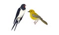 Feathered Birds or Avian with Swallow and Oriole Vector Set