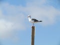 Feathered Friend Royalty Free Stock Photo