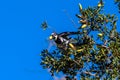 Feathered friends going about bird business Royalty Free Stock Photo