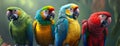 Feathered Friends Group of Colorful Parrots Sitting Together on a Tree Branch Royalty Free Stock Photo