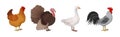 Feathered Hen, Goose and Turkey as Farm Bird Vector Illustration Set Royalty Free Stock Photo