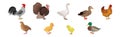 Feathered Hen, Goose and Turkey as Farm Bird Vector Illustration Set Royalty Free Stock Photo