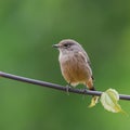 Bird graces a backdrop of lush greenery