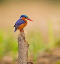 A feathered jewel: Malachite Kingfisher Royalty Free Stock Photo