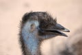 Feathered Large Emu Bird Profile Royalty Free Stock Photo