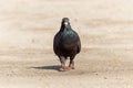 Feathered legged pigeon on walking on the ground Royalty Free Stock Photo