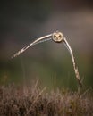 Feathered Majesty: The Enigmatic Universe of Birds