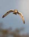 Feathered Majesty: The Enigmatic Universe of Birds