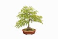 feathered maple tree bonsai Royalty Free Stock Photo