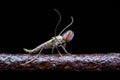 Feathered Mosquito on Dark Background Royalty Free Stock Photo