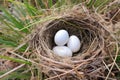 a feathered nest with a single egg inside