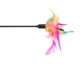 Feathered pole cat toy Royalty Free Stock Photo