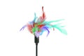 Feathered pole cat toy Royalty Free Stock Photo