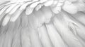 Feathered Serenity: A Closeup of White Plumage Symbolizing Peace, Spirituality, and Hope for Creative Design and Angelic Faith