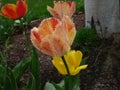 Feathered Tulip Royalty Free Stock Photo