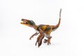 Feathered Velociraptor , Dinosaur on white background