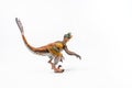 Feathered Velociraptor , Dinosaur on white background