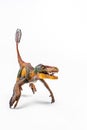 Feathered Velociraptor  , Dinosaur on white background Royalty Free Stock Photo