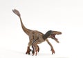 Feathered Velociraptor ready to attack isolated on white background Royalty Free Stock Photo
