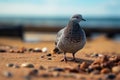 Feathered visitor pigeon on the shoreline sand with the sea Royalty Free Stock Photo