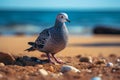 Feathered visitor pigeon on the shoreline sand with the sea Royalty Free Stock Photo