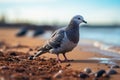 Feathered visitor pigeon on the shoreline sand with the sea Royalty Free Stock Photo