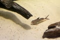 Featherfin squeaker also called as `Synodontis eupterus` is swimming underwater Royalty Free Stock Photo