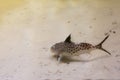 Featherfin squeaker also called as `Synodontis eupterus` is swimming underwater Royalty Free Stock Photo