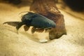 Featherfin Squeaker Catfish - Freshwater Fish Royalty Free Stock Photo