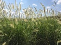 feathergrass on the garden rooftop Royalty Free Stock Photo