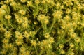 A featherhead flower bush which is part of the fynbos biome Royalty Free Stock Photo