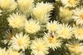Woolly Featherhead bush yellowish white bloom with bee