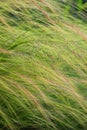Feathering Grass Royalty Free Stock Photo