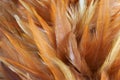 Feathers Royalty Free Stock Photo