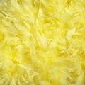 Feathers Royalty Free Stock Photo