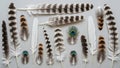 Feathers arranged on a light surface. The collection includes striped Royalty Free Stock Photo
