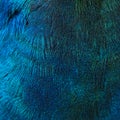 Feathers of a bird (peacock)