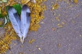 feathers of birds lying on the asphalt color Royalty Free Stock Photo