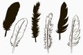Feathers of birds. Set of silhouette and line drawn feather. Vector.