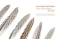 Feathers with black stripes, isolated on white, sample text Royalty Free Stock Photo