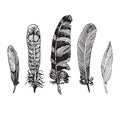 Feathers collection, hand drawn doodle sketch, isolated outline illustration