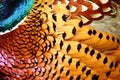 Feathers of Common Pheasant Royalty Free Stock Photo