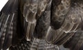 Feathers Detail, common buzzard, Buteo buteo