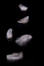 Feathers dwarling down Royalty Free Stock Photo