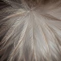 Feathers\' gentle curves and natural sheen, creating a harmonious Royalty Free Stock Photo