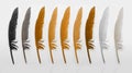 Feathers in gradient brouwn colors isolated on white background