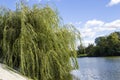 Willow branches over the water Photo