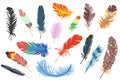 Feathers isolated elements set. Bundle of different types Royalty Free Stock Photo