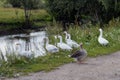 Feathers landscape park stream tree pond beak animals swan wild duck green grass wildlife bird nature water birds animal goose la Royalty Free Stock Photo